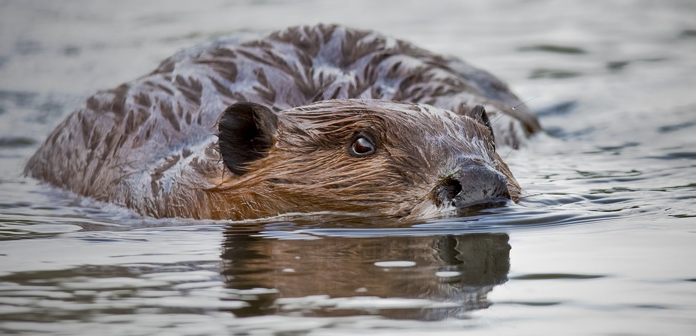 American Beaver American Beaver
