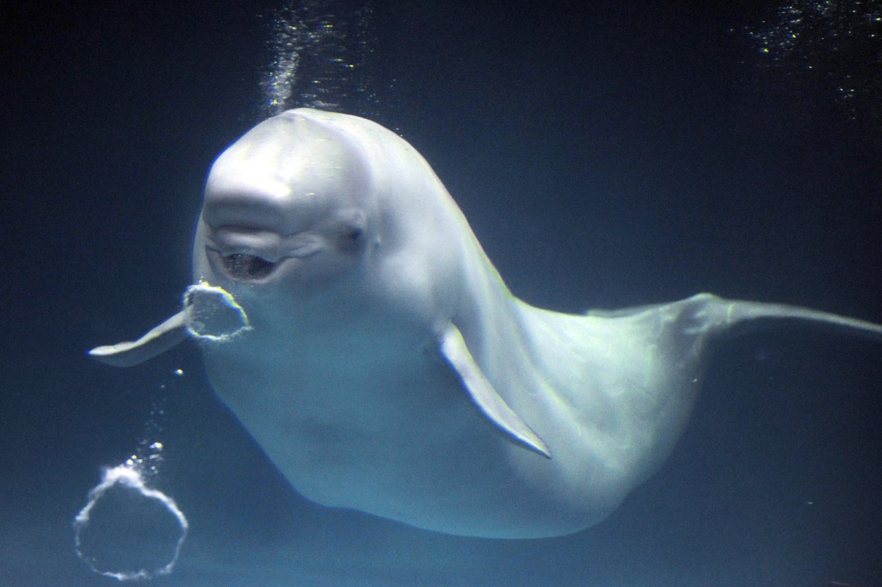 Beluga dolfin