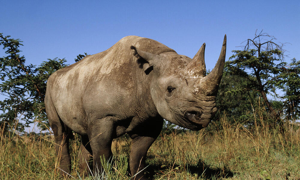 Black Rhinoceros
