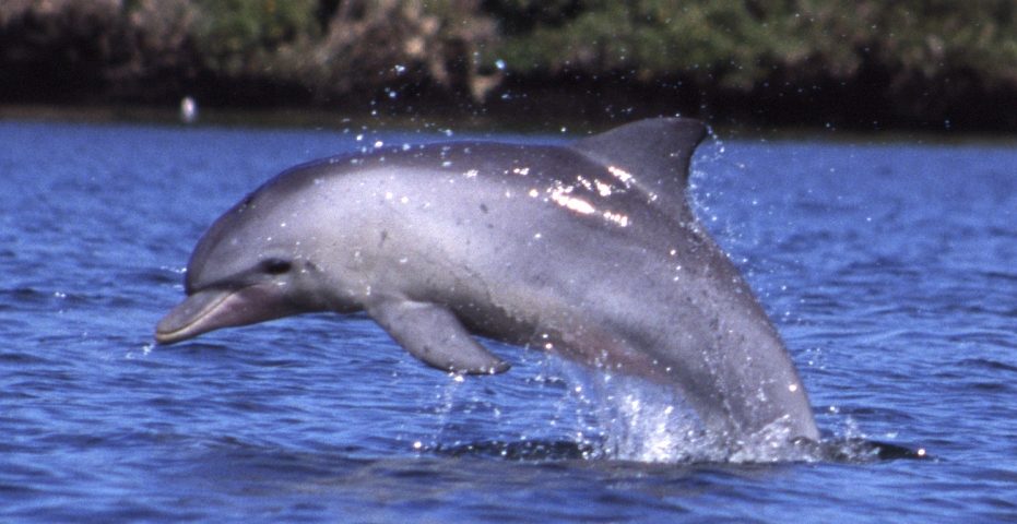 Bottlenose Dolphin Bottlenose Dolphin