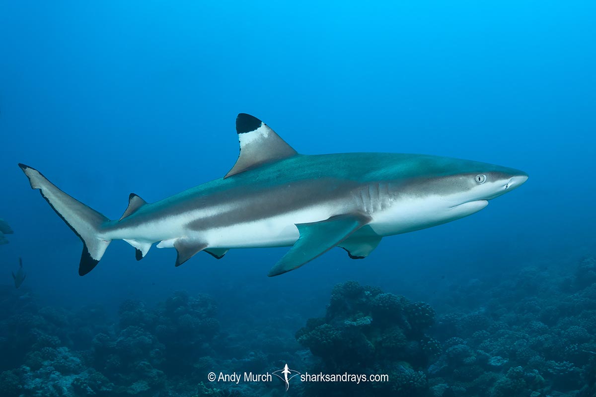 Carcharhinus melanopterus