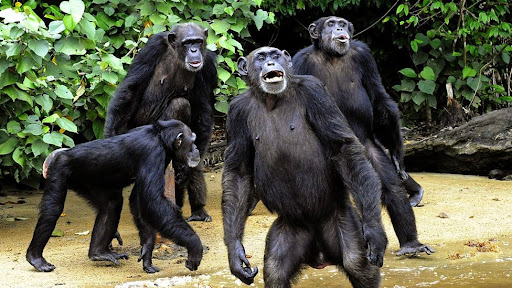 Chimpanzee Chimpanzee