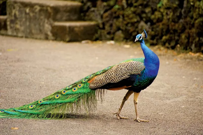 Common Peafowl