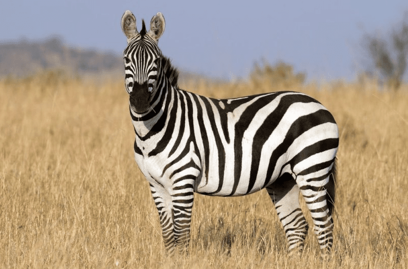 Common Zebra