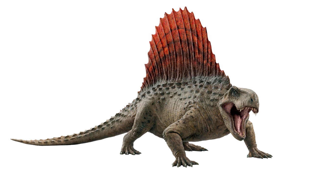 Dimetrodon