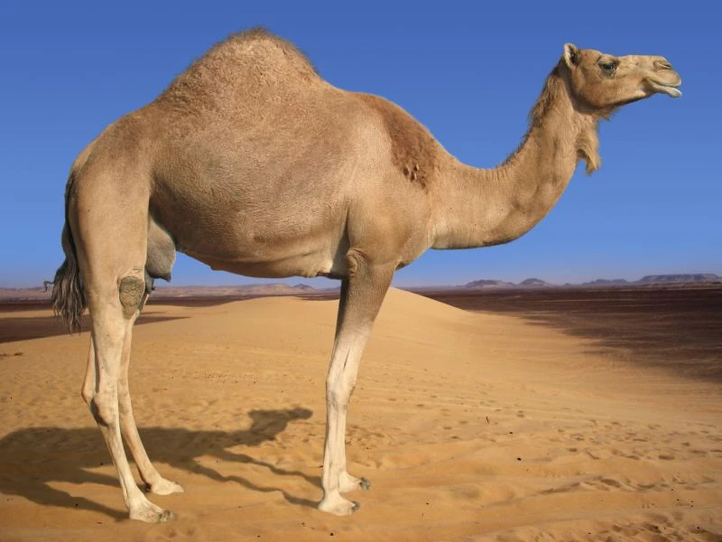 Dromedary Camel Dromedary Camel