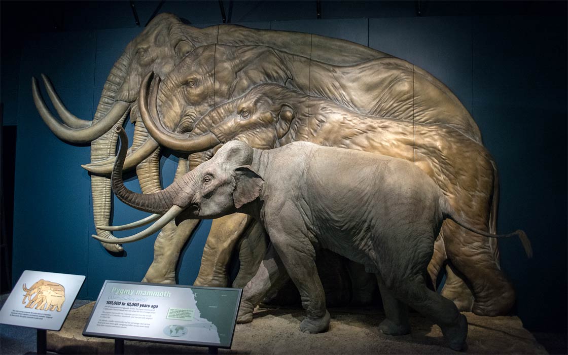 Dwarf Sicilian Elephant