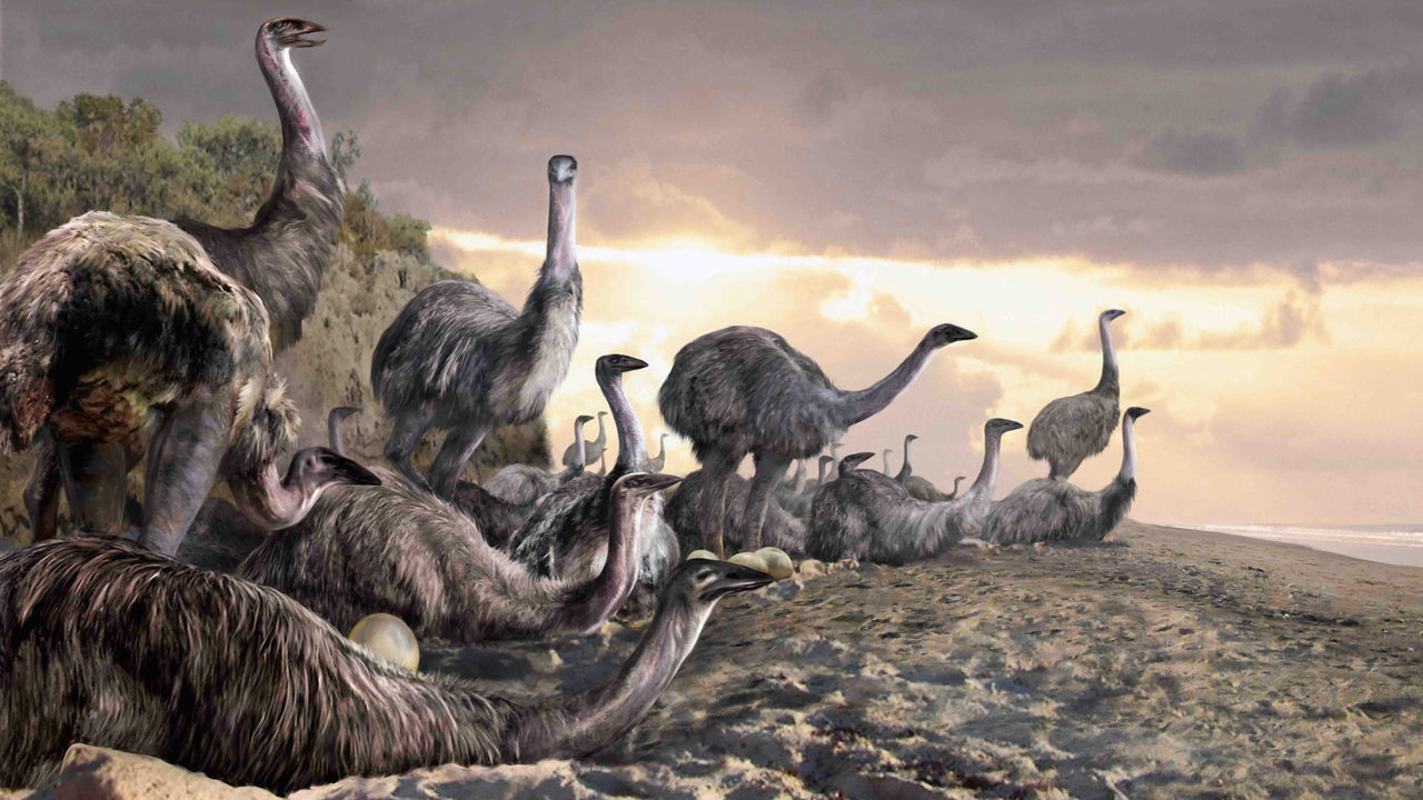 Elephant Bird