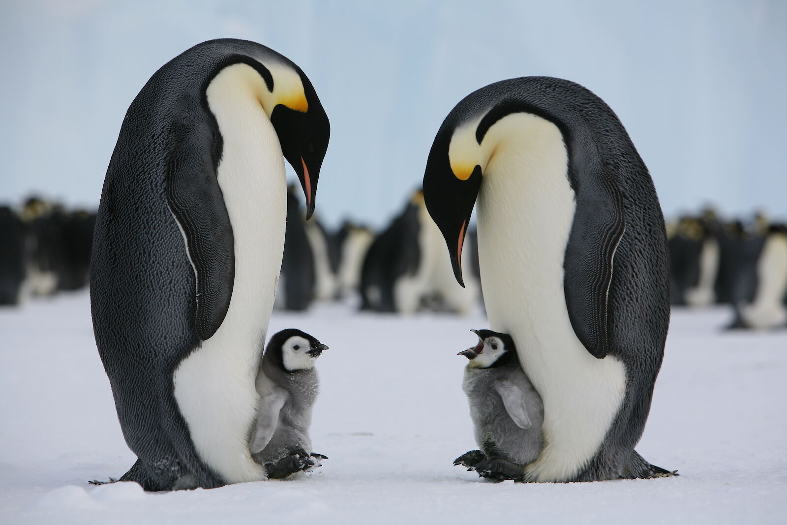 Emperor Penguin Emperor Penguin