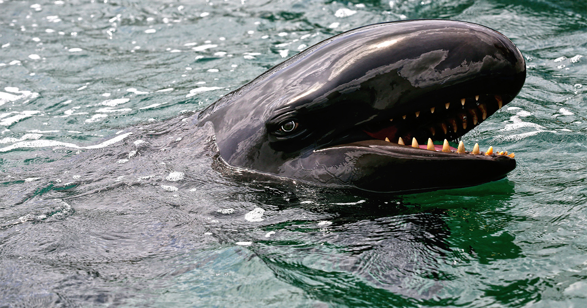 False Killer Whale False Killer Whale
