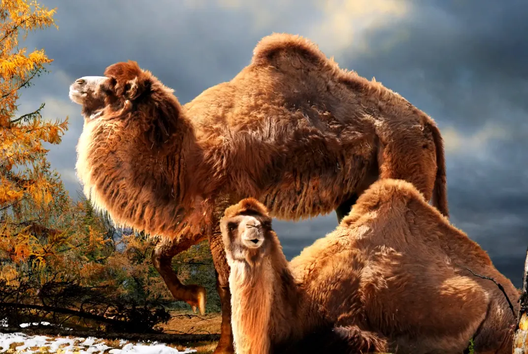 Giant Camel