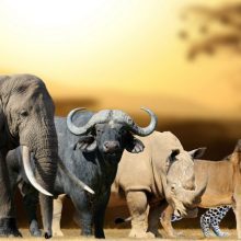 دانلود مجموعه صدای حیوانات آفریقایی