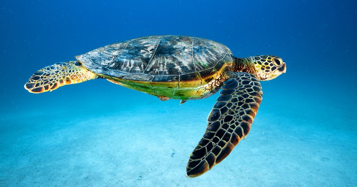 تُرُتُرک دریایی سبز (Green Sea Turtle)