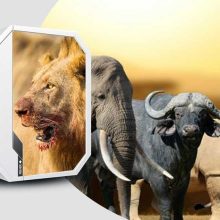 دانلود مجموعه صدای حیوانات آفریقایی