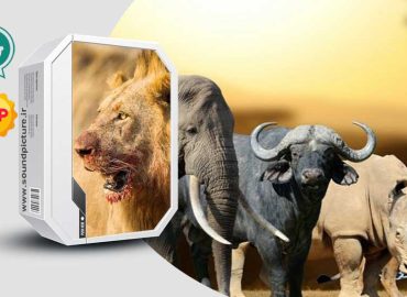 دانلود مجموعه صدای حیوانات آفریقایی
