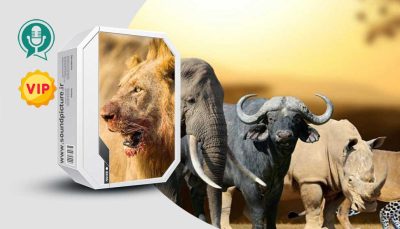 دانلود مجموعه صدای حیوانات آفریقایی
